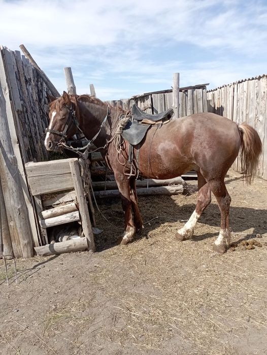 Продам жеребца 5 лет, верхом обучен, справный, можно на мясо