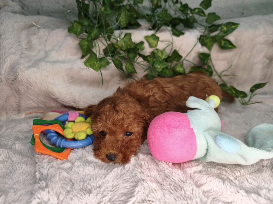 Vand baietel Pudel rosu toy/mini