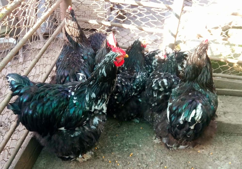 De vânzare Găini din rasa  Chochinchina uriașă