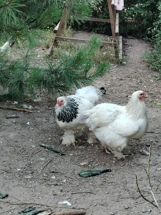 Колумбийска брама