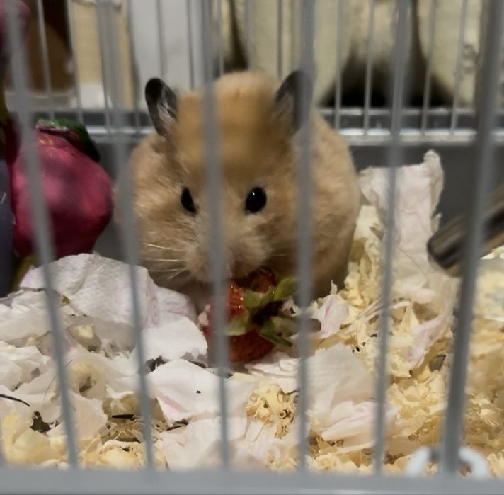 Джунгарский хомяк