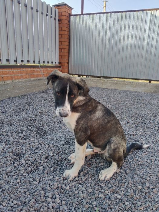 Продам щенок 3 месяц