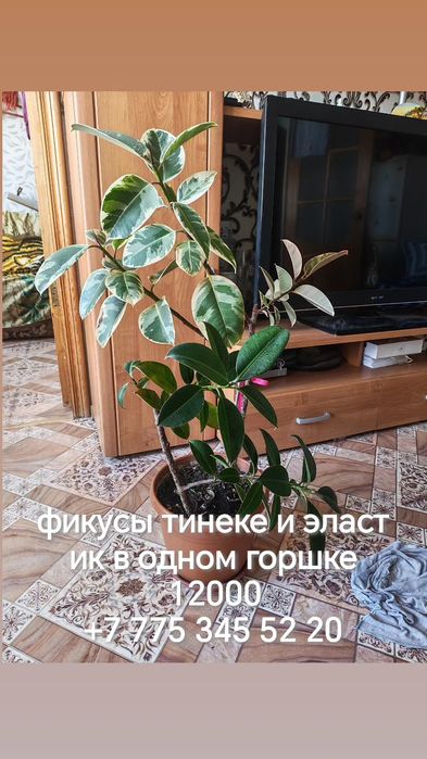 Комнатные растения