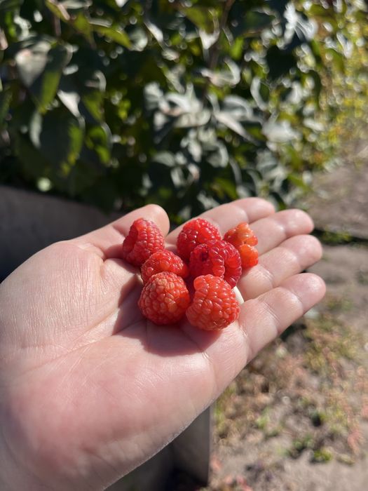 Дача 19 маршрут 7 соток