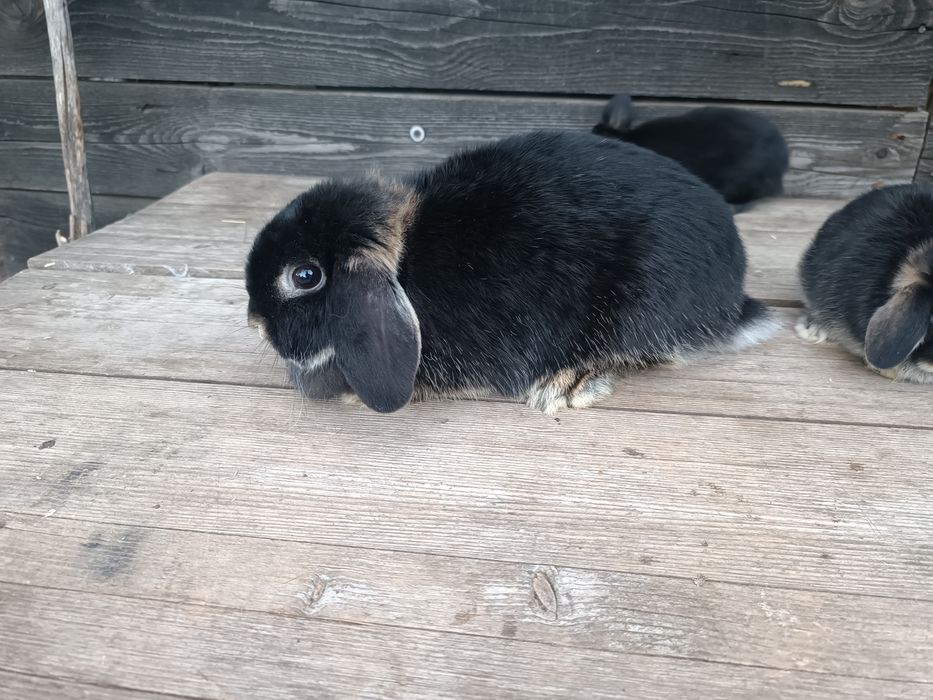 Holland lop / Mini lop / Berbeci pitic