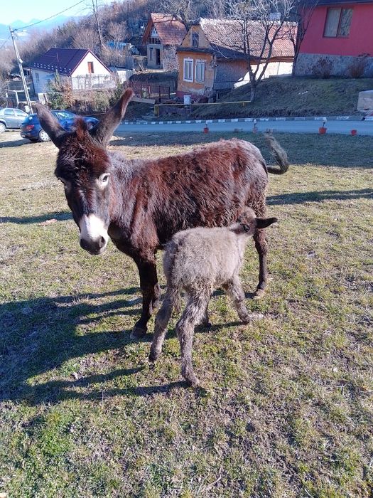 Vând Măgăriță cu pui și Măgar