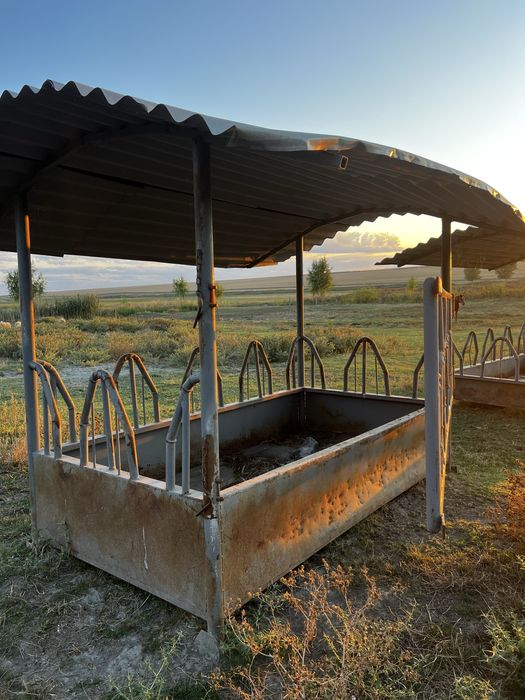 Iesle pentru vaci si cai