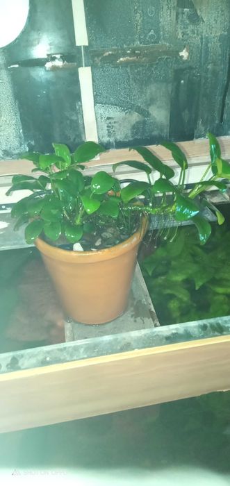 Аквариумные растения