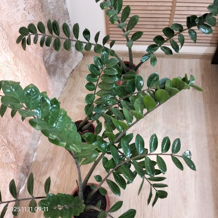 Замиакулькас денежное дерево.