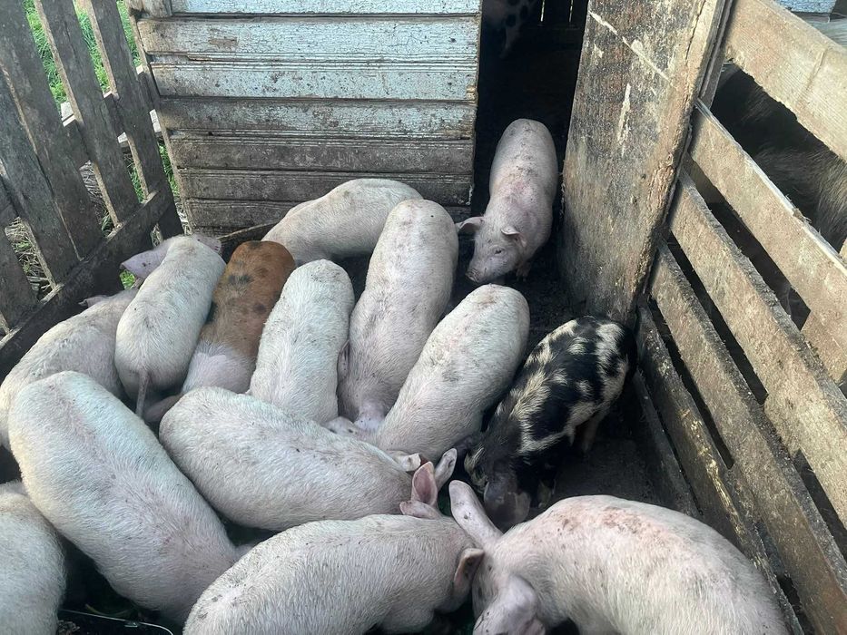 Малки прасенца на 2 месеца