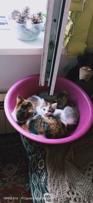 Отдам домашних КОТЯТ в добрые руки