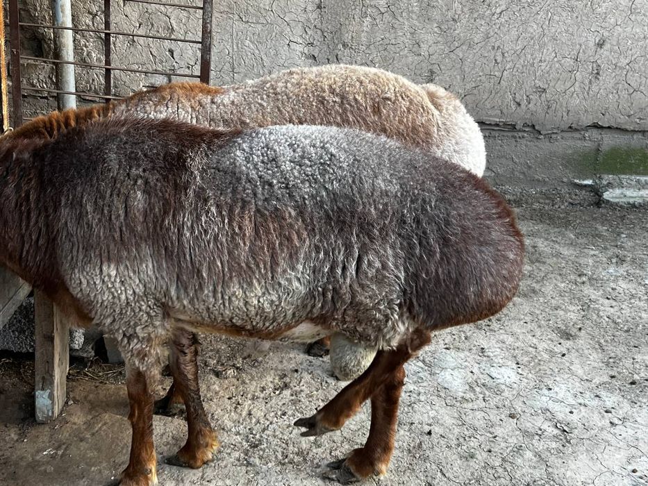 Акака  ва бошка маросимлар кучун куелар