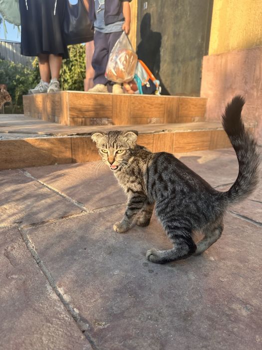 Кашка с котятами