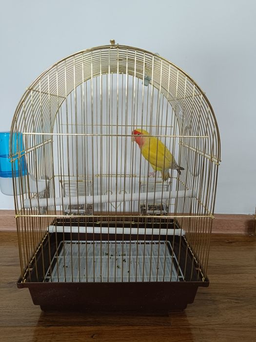 Продаю попугай,девочка