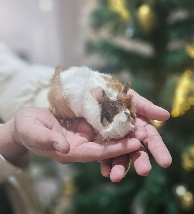 Морская свинка мольчик