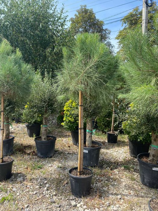 Plante ornamentale ideale pentru decor elegant și natural