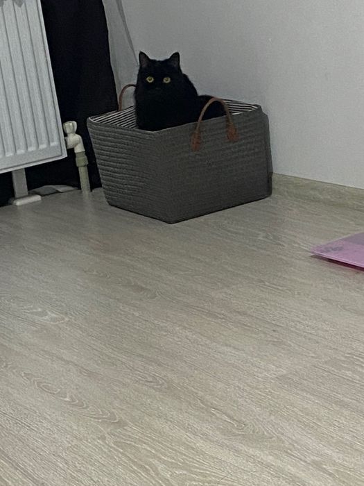 Кота в добрые руки