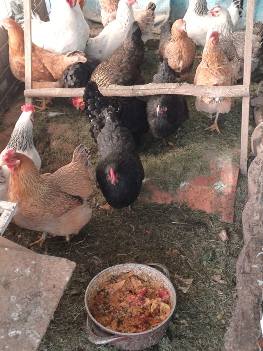 Продам курей домашних