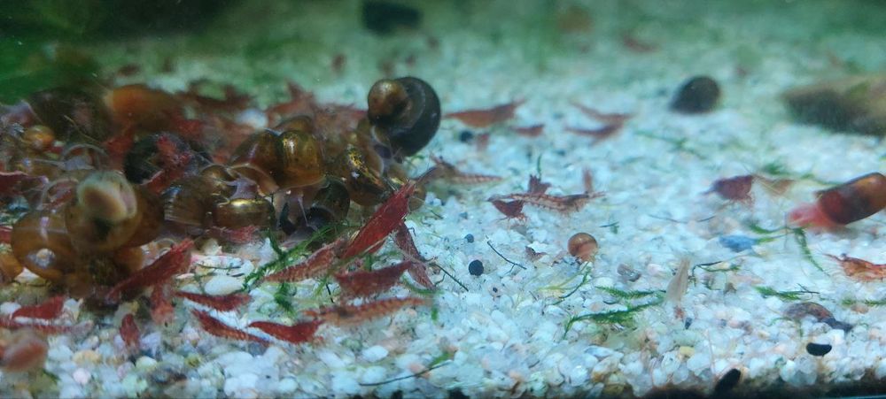 Криветки вишня красная