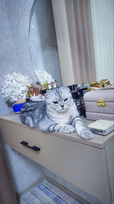 Скотиш фолд серебристый окрас