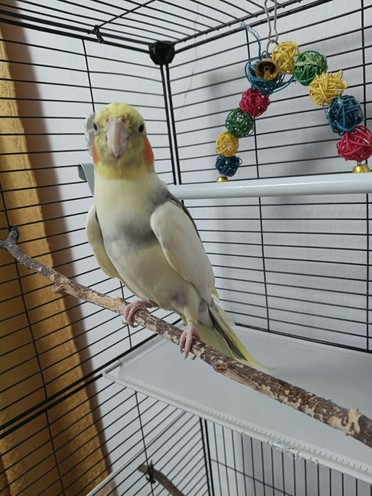 Продам попугая корелла