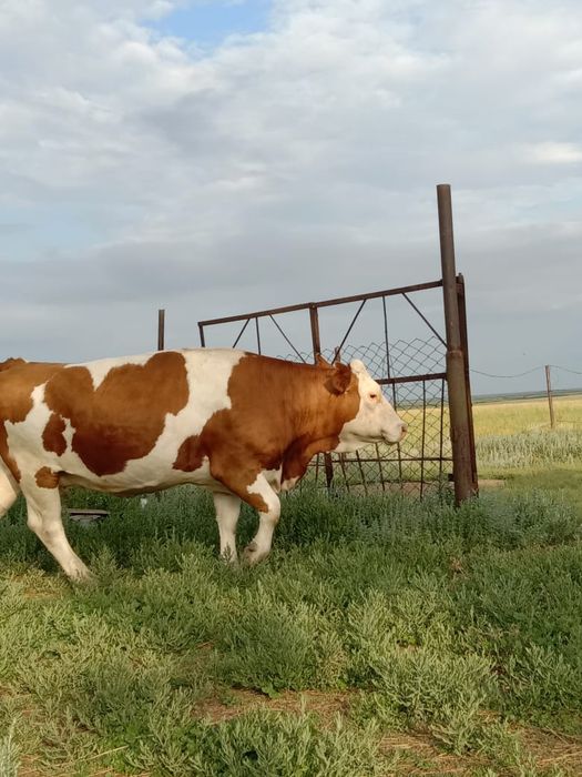 Продам яловую корову