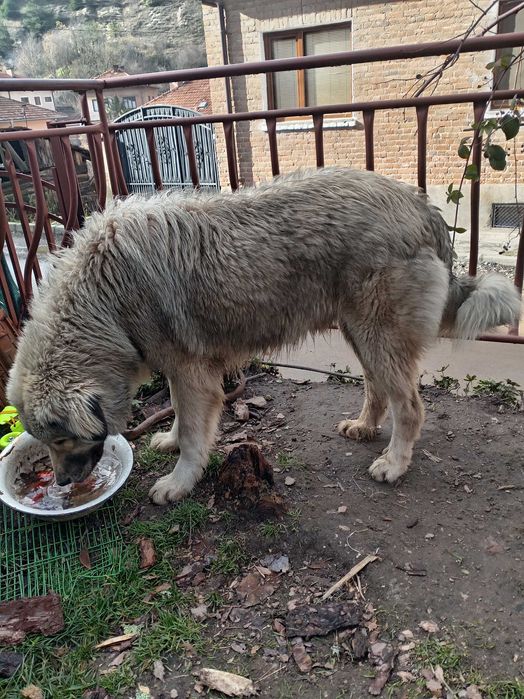 Чистокръвни Шарпланинец