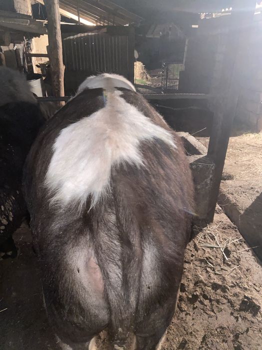 4 бас бука 2 жасар сатылады