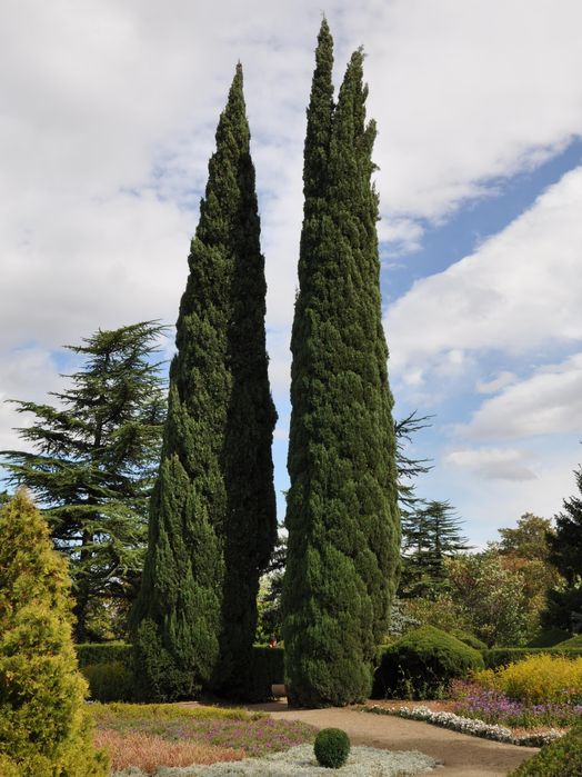 Семена экзотических деревьев