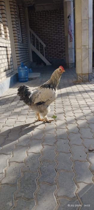 Xo'roz, tovuqlar sotiladi