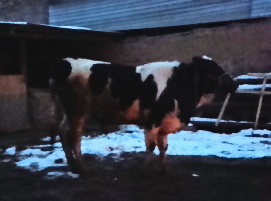 Продается бык 550000