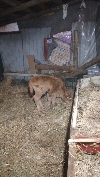 Vaca de vânzare a fătat acum 3 zile un tauras se vând împreuna