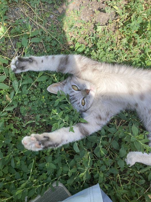 Миниатюрная кошечка