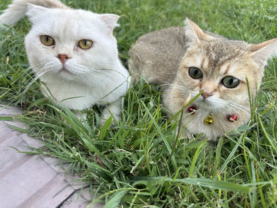 Пародистая кошка