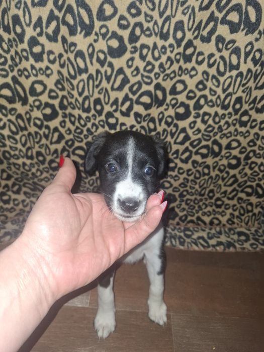 Дарю щенят 2 месяца