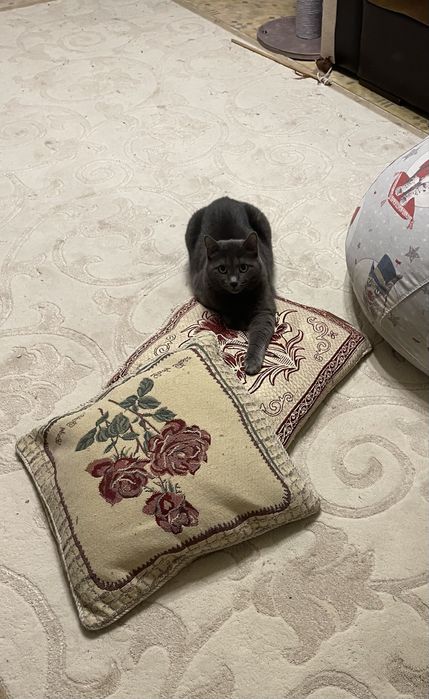 Взрослая кошка ищет постоянный дом