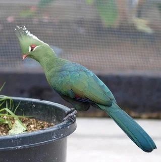 Turaco pasari exotice
