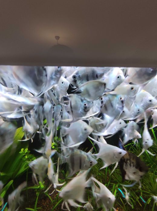 Продавам скаларии