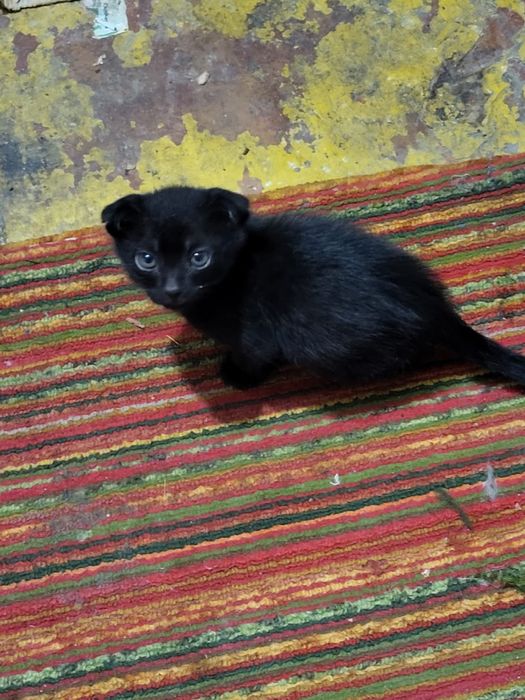 Отдаем бесплатно