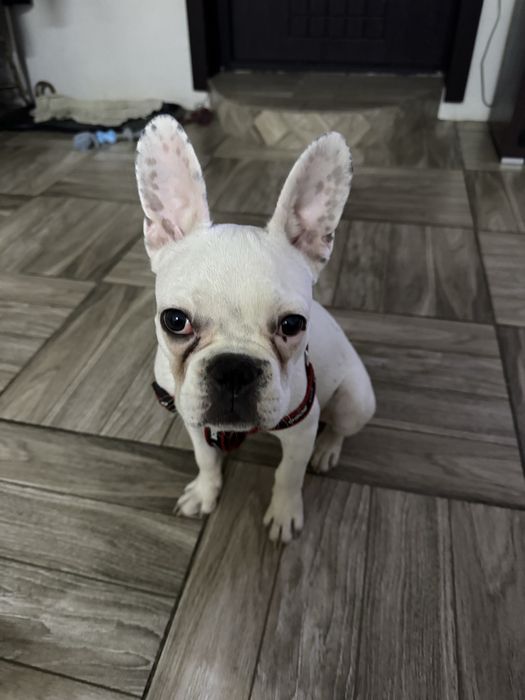 Французкий бульдог щенок