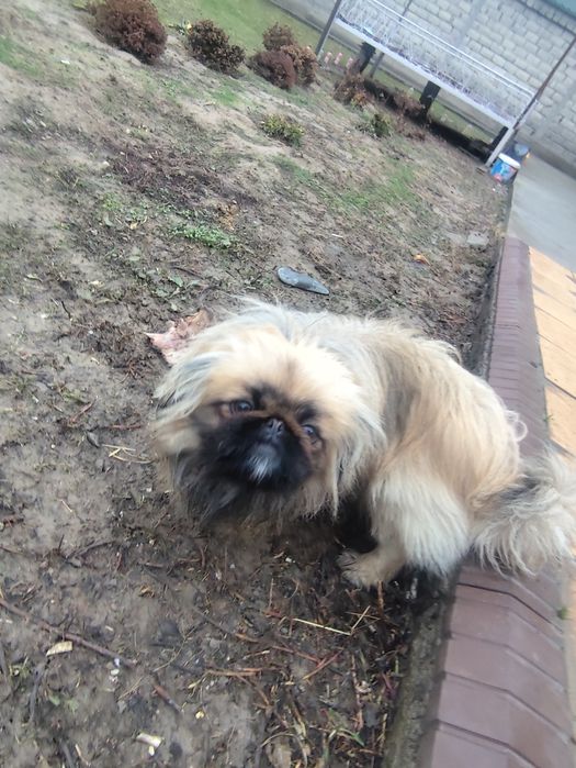 Продается пекинес , кобель , 2 года