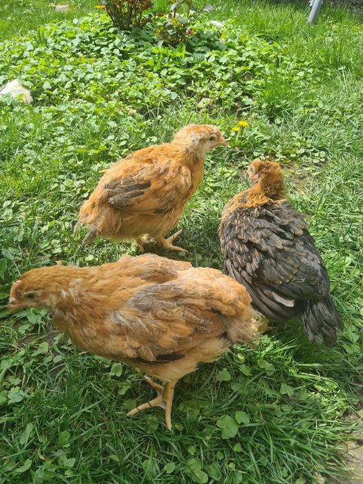 Vindem pui mixti și puicute de oua