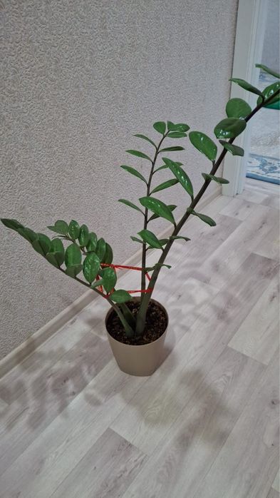 Комнатные цветы срочно продам