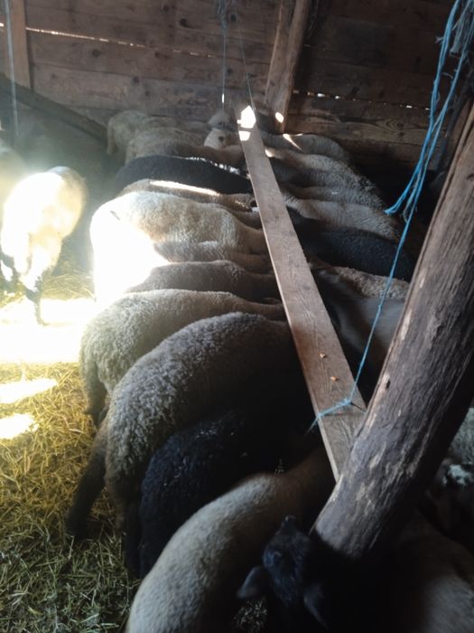 Miei de vânzare  ..