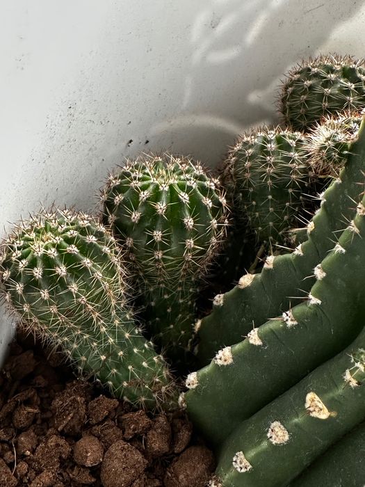 Кактусы отростки