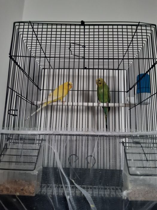 Попугайлар сатылады