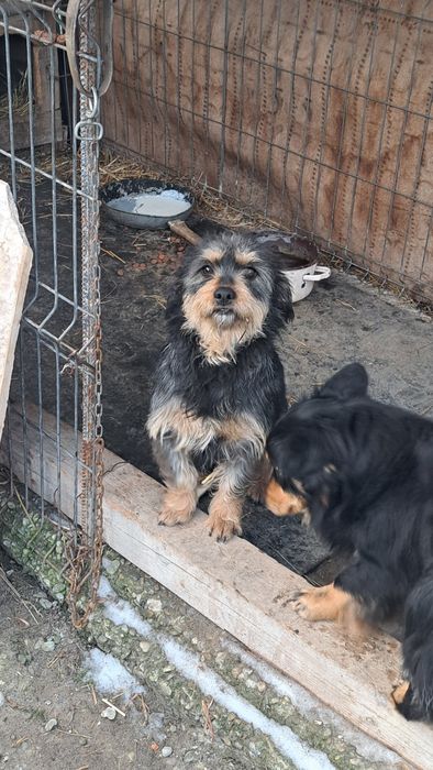 Se donează catelusa.