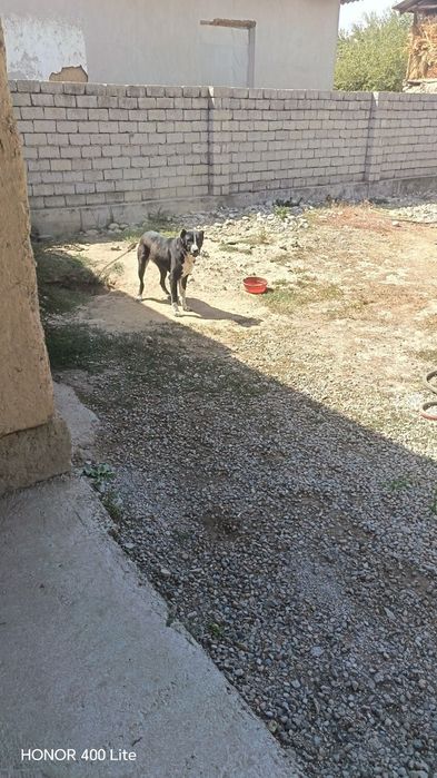 Kuchuk alabay 1, 5yosh