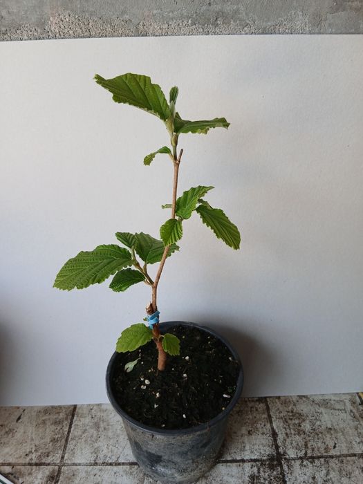 Вещерско дърво-(Магически лешник )