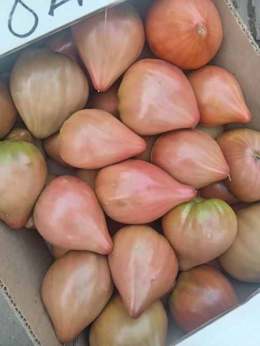 удобрения биогумс червы шылаушын